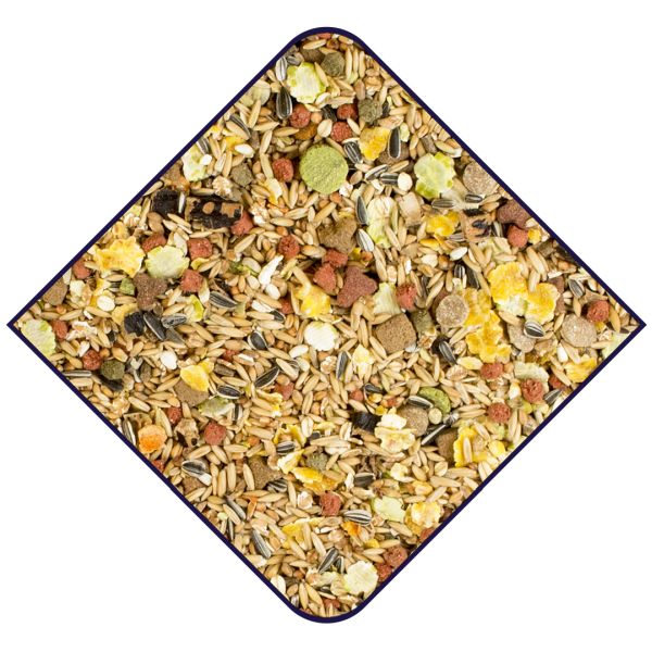 EXPERT Premium Ratten