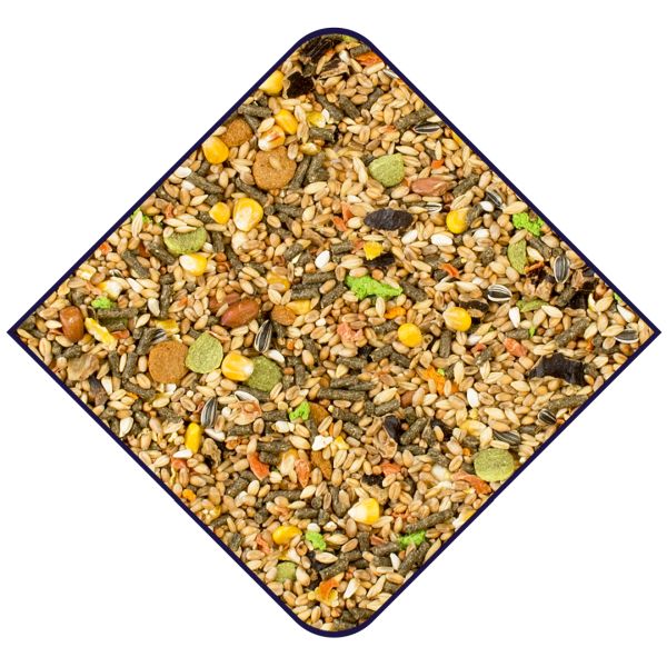 EXPERT Hamsters & Friends