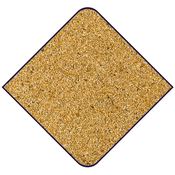 EXPERT Basis Zebravinken II Kweker